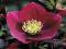 HELLEBORUS PURPURASCENS CIEMIERNIK CZERWONAWY