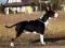 bull terrier,bulterier,bullterrier,