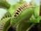 MUCHOŁÓWKA Dionaea ROSICZKA Drosera MIMOZA Mimos