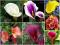 CALLA - KALLA MIX NR 2 7SZT #DOBRA CENA#