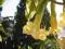 Brugmansia zółta - olbrzymie kwiaty, piękny zapach