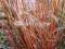 Carex Buchananii - czerwonobrązowa trawa