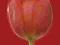 Plakat obraz 50x50cm KAA-4008 RED TULIP