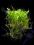Lilaeopsis novae zelandiae ___ MAŁY TRAWNIK W AKWA