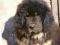 Mastif Tybetański- sprzedam szczeniaczki