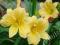 HEMEROCALLIS LILIOWIEC STELLA D'ORO