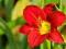 Hemerocallis Crimson Pirate OGNISTY LILIOWIEC 923