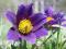 UROKLIWA SASANKA-Pulsatilla Violet Blue 950