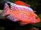 Aulonocara Fire Fish 4-5cm - MADAGASKAR ZOO ŁÓDŹ