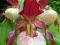 Cypripedium obuwik storczyk mrozoodporny 4 odmiany