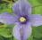 Clematis bylinowy Arabella OKRYWOWY HIT