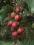 Kiwi Aktinidia Ken's Red ostrolistna CZERWONE