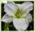 Liliowiec 'White Temptation' (Hemerocallis) C2