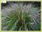 Rozplenica japońska (Pennisetum alopecuroides) C2