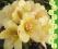 rododendron KARIBIA - bursztynowo-żółte (5 l)