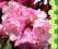 rododendron WINTERPURPUR - nowość! (5 l)