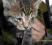 Koty bez naszej pomocy zginą-Aukcja charytatywna