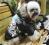 UBRANIE YORK, WEST, PINCZEREK, SHIH TZU, PEKIŃCZYK