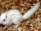 wiewiórki wiewiórka burunduk biały gryzonie