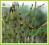 Skrzyp arktyczny (Equisetum scirpoides)