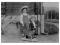 Dzieci z krową na kółkach z ok 1900 roku