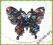 GACEK-ART Broszka Duży Motyl cyrkonie Supercena