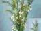 Asparagus cieniowany-52 cm