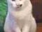 TOLA - biała kotka - Kocia Mama