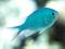 Chromis viridis - morskie - roz. S