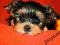 YORK,YORKI,YORKSHIRE TERRIER z rodowodem