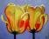 DWA TULIPANY