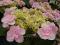 KORONKOWA hortensja EMOTION pełne kwiaty HIT 2012