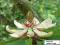 Magnolia parasolowata piękna i unikatowa sadz XXL