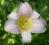 Liliowiec - wysoki, jasny, liliowy, duże kwiaty