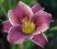Liliowiec - kwiaty fioletowe z białą obwódką