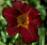Liliowiec - wysoki, ciemnoczerwony, duże kwiaty