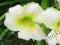 HEMEROCALLIS LILIOWIEC WHITE TEMPTATION