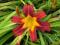 HEMEROCALLIS LILIOWIEC RED MAGIC