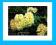 RODODENDRON wielkokwiatowy KARIBIA różaneczniki