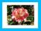RODODENDRON wielkokwiatowy BRASILIA różaneczniki