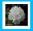 RODODENDRON wielkokwiatowy Schneekrone różanecznik
