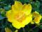 DZIURAWIEC OZDOBNY 'Hidcote' piękne żółte kwiaty!
