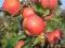 Smaczna jabłoń CIEMNY RUBIN (M-9) Karłowy wzrost!!