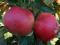 Jabłoń IDARET (A-2)- Miąższ chrupiący - Witamina C