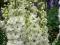 Delphinium Green Twist -biała pełna -ogromny kwiat