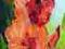 gladiole mieczyki olej 20x60 ,M.J.Setkowicz