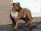 American Staffordshire Terrier (amstaff) - piesek