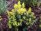 Bukszpan 'Rotundifolia Aurea' - ładne żółte liście