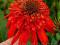 Echinacea HOT PAPAYA-----zjawiskowo piękna jeżówka