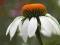 ECHINACEA ALBA--biała, wysoka jeżówka-----sadzonki